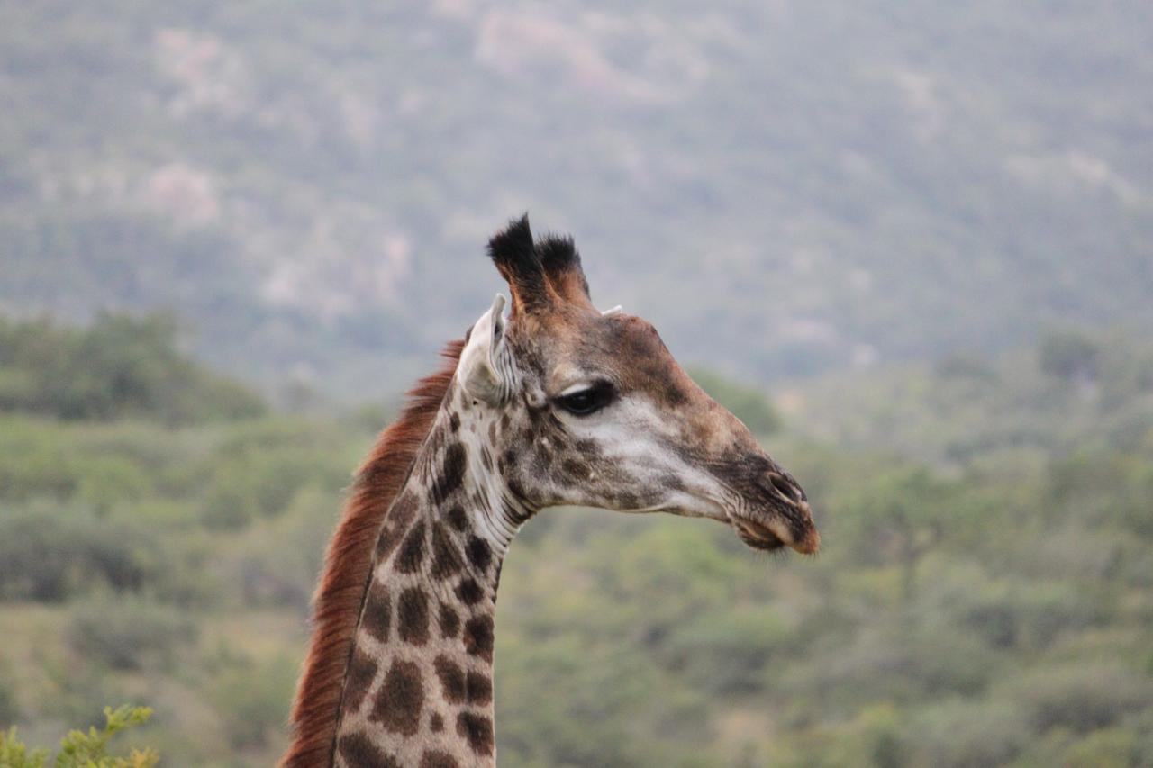 Aha Bongani Mountain Lodge Luphisi Esterno foto