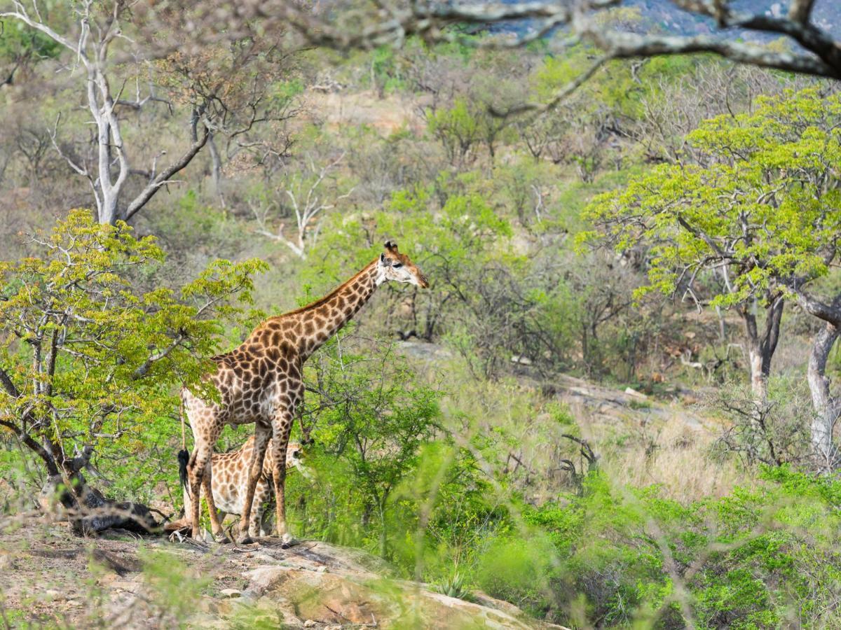 Aha Bongani Mountain Lodge Luphisi Esterno foto